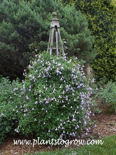 'Betty Corning' Clematis
This was taken during the summer of 2021 and we were in a moderate drought.  It bloomed over and extended period of time with no additional water